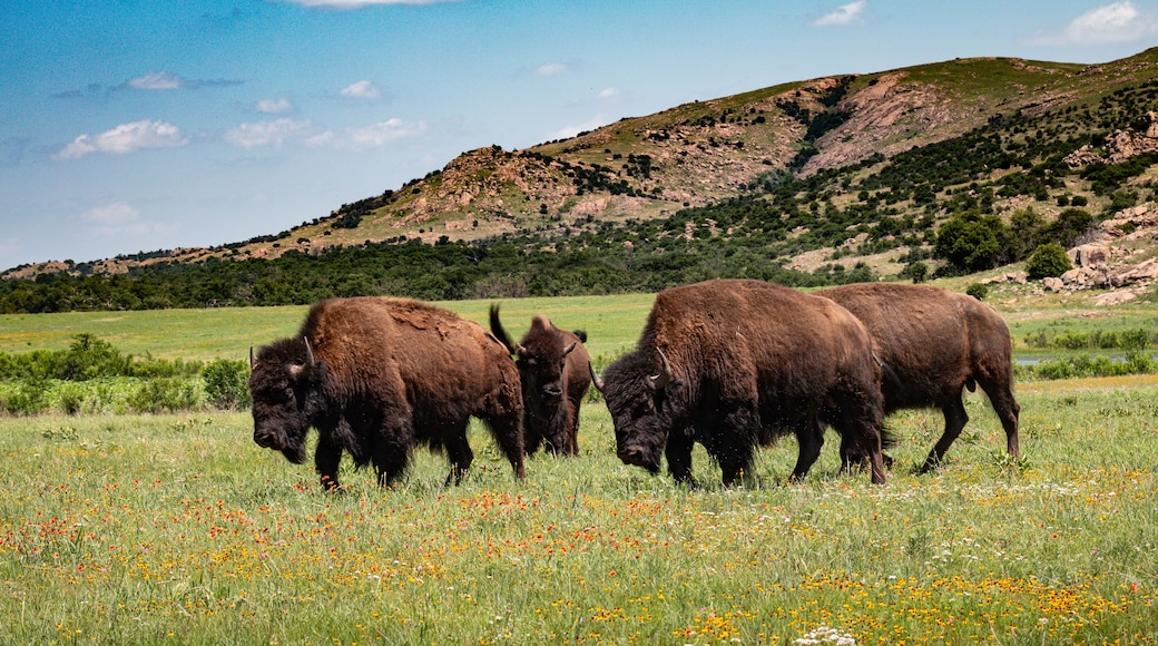 Buffalo Bison grazing in a meadow with the Wichita mountains in the background