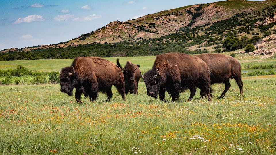 Three bison grazing in a grassy field with a hilly landscape in the background.