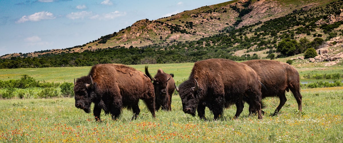 Buffalo Bison grazing in a meadow with the Wichita mountains in the background