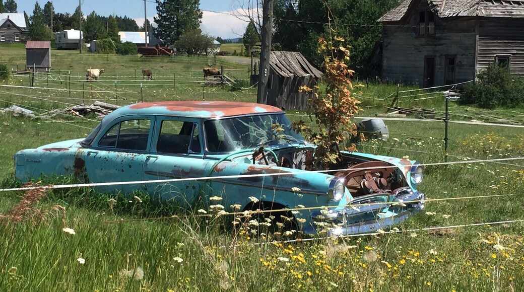 type of "planter" you can see while driving through the Wallowa-Whitman National Forest in Eastern Oregon. #lifeatexpedia