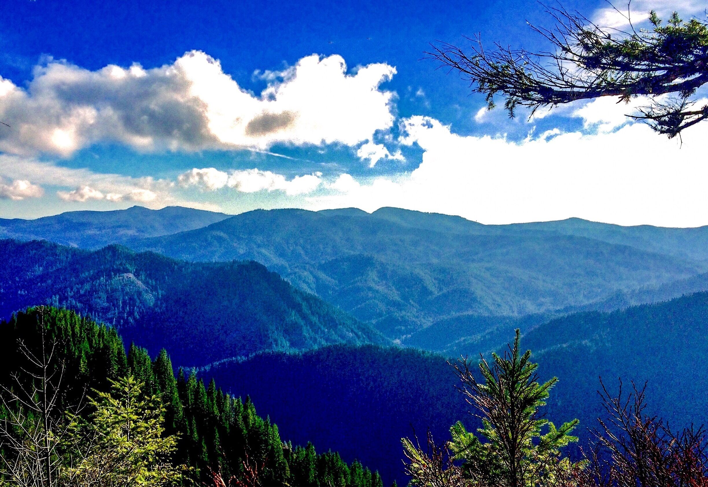 The mountains of the Oregon Coast Range as seen from the eastern slope of Elk Mountain. None of these mountains tops off at much over 3000 feet (900 meters), but don't be fooled by that.  Elk Mountain is one of the toughest short climbs (we're talking "hikes" here), that you'll ever find.  And, if you're not a stickler about remaining on your feet the entire trail, you'll have a grand old time.