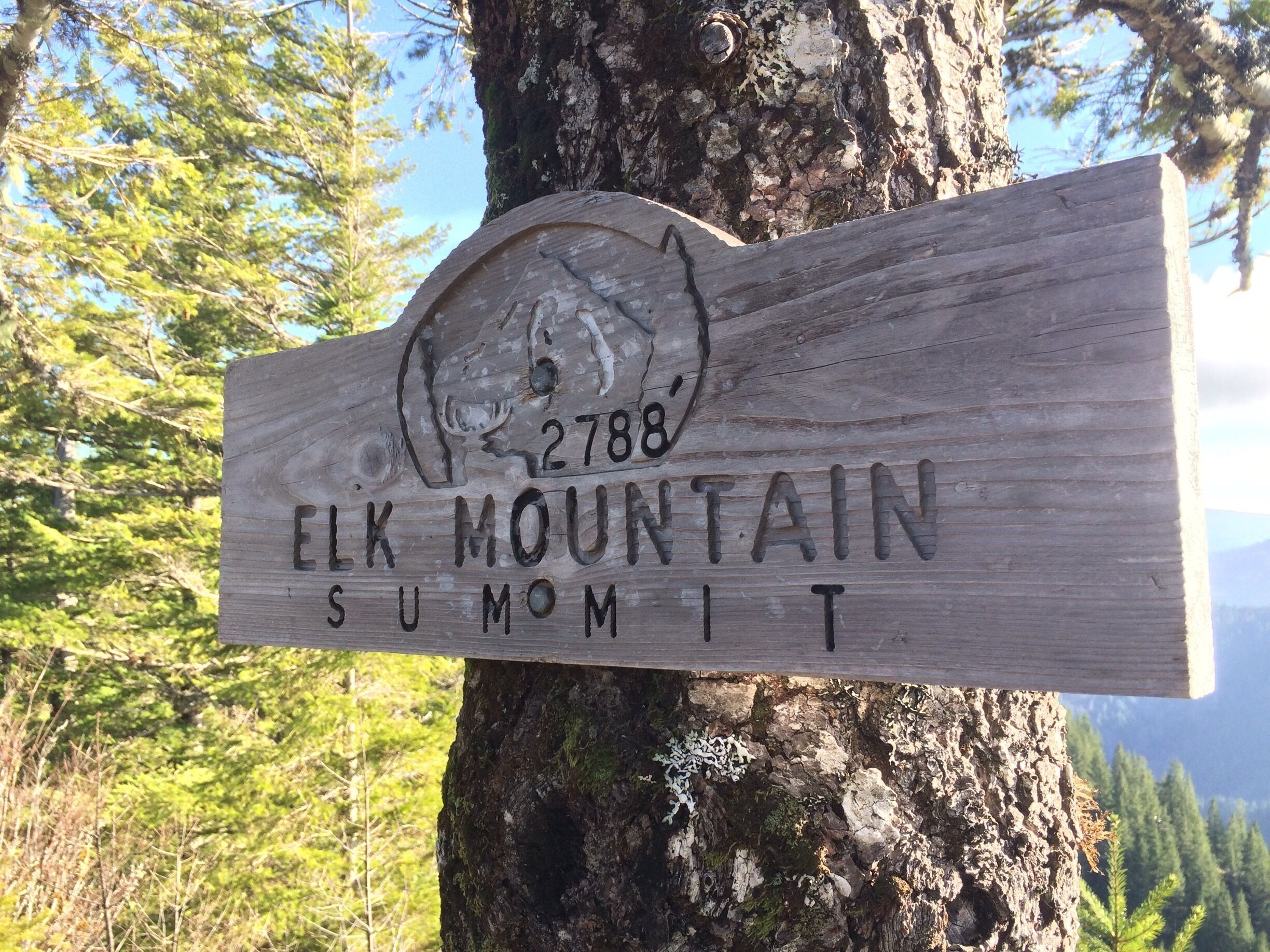 Here in the Great Northwest, those of us to take to the great outdoors generally have one destination, the Cascade Mountain range that runs pretty much through the center of Oregon and Washington going North/South.  There is the Olympic Range to the north and west, the Blue Mountains to the East and Steens Mountain at the edge of the desert near Nevada.  In fact, there are mountains all over the place, but those of us who hike and climb have essentially become snobs for the soaring peaks of the high Cascades.  So much so that when someone tells us about a place called the “Coastal Range” sitting on the eastern rim of Oregon’s beaches,  with its peaks topping out at a mere three thousand feet, we politely smile, and give off a glow of arch and patronizing wisdom.  Three thousand feet is like a day in the park; a game of “Shoots and Ladders.” We’d hardly start breathing heavily before the whole thing was over and we were packing up the car.
 
Well, folks, I am here to tell you; that kind of pride serves you well until you find yourself in the unenviable task of having to swallow it.  This weekend my hiking partner and I took to the road to make what we thought would a pleasant little jaunt up a version of “Candyland” called Elk Mountain.  What we “thought” could not have been further from the truth.  Meter for meter and foot for foot, it is one of the hardest climbs we have ever done.  Most of the first two miles is on no less than a 40% grade, some of it steeper, and I found myself clambering and clawing that ascension almost as often as hiking it.  The next two miles start with a near vertical drop of almost 60 feet (what the hiking books call a scramble), in which I was forced to use a part of my body not generally applied to locomotion just to keep my arrangement with the law of gravity at an even status quo.  At a certain point, the trail forks indecipherably, and the two of us found ourselves on the wrong tine of that fork as we watched the path erase almost like magic in front of us.   We took our life into our hands (frequently along with handfuls of wild rosebush thorns) by pushing up a seventy-five foot embankment to get enough elevation to see where we had gone wrong.  By grace or by fortune, that dropped us right back on the trail, at which point, the mountain seemed to believe that we had been taught our lesson.  There were more deep vertical scrambles (always down, why down?) and belly scraping, heart-pounding ascensions, but nothing of the kind we had already seen.
 
The last 4 miles bound and bounce down an old logging road, depositing you back at the place where you started, like Dorothy waking up in her bedroom; sad with newfound wisdom and heart aching with wonder.
 
It was painful, it was dangerous, and I tell you, my friends, I had a blast.
 
Beyond the sheer physical exertion, there are simply things to see that will make you marvel and gasp and keep you in a state where you feel as if you have permanently dropped your jaw.
 
And if this hyperbolic rant didn’t convince you to try it for yourself, maybe some of discoveries I post in the near future will.
 
If you’re up to the challenge, and don’t mind a little dirt, I highly recommend it.
 