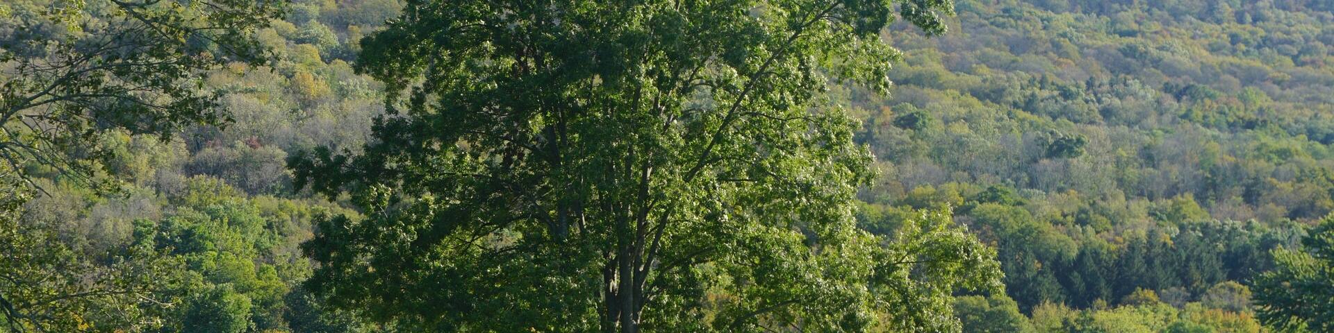 Shawnee on Delaware, Pennsylvania, USA: An old couple sitting on a bench under a tree on the banks of the Delaware River, at the end of a large lawn, with a bright blue sky above and mountains beyond.