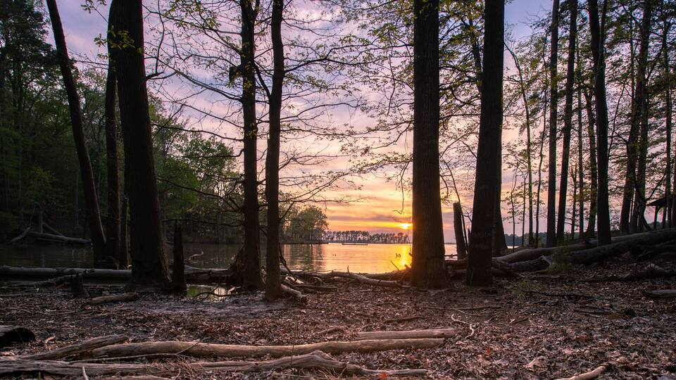 A forest with tall trees and a body of water reflecting the sunset.
