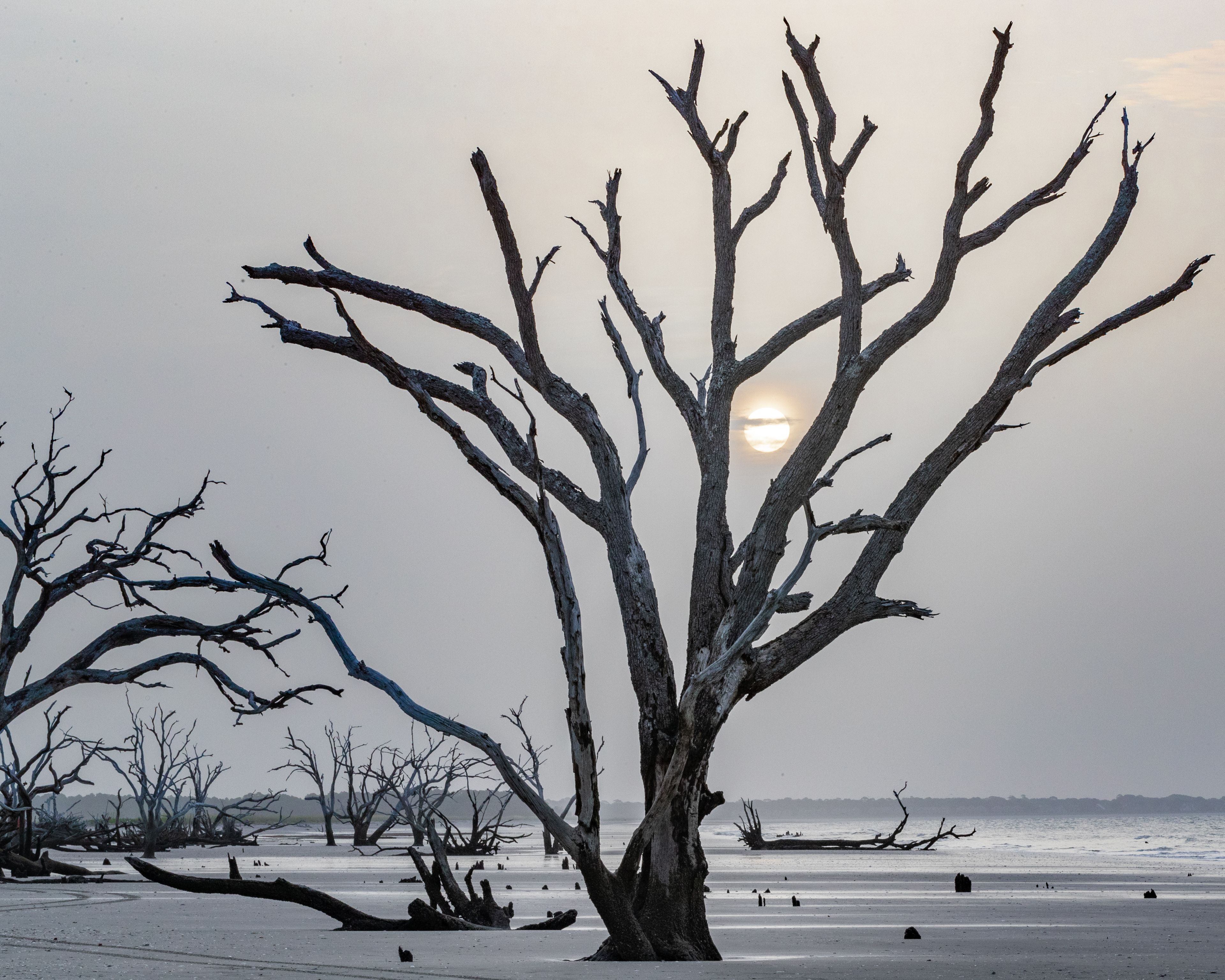 A Lone Tree Stands on Driftwood Beach on Edisto Island, South Carolina at Sunrise