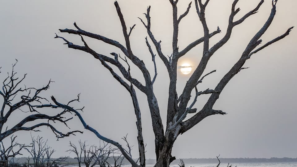 A Lone Tree Stands on Driftwood Beach on Edisto Island, South Carolina at Sunrise