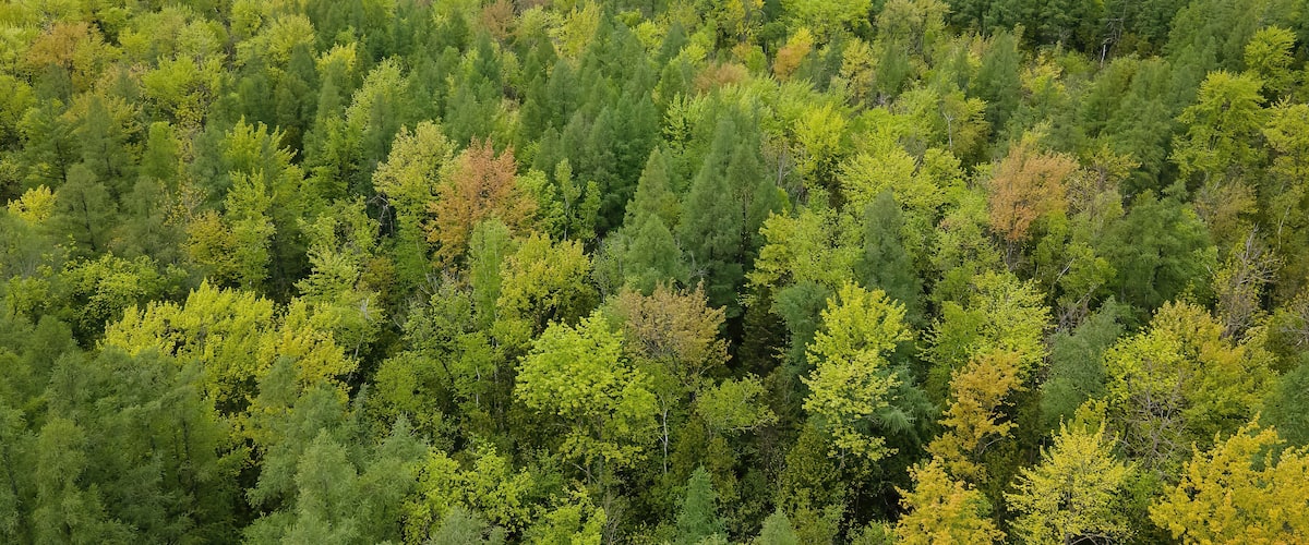 Aerial View of a Natural Spring Forest in Wisconsin