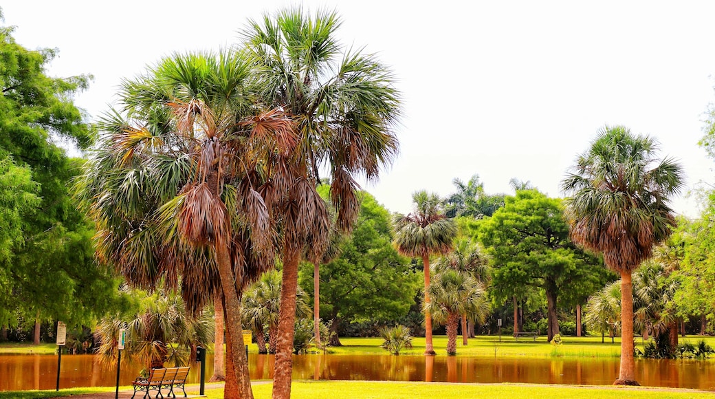 Breathtaking view of palm trees near the shallow lake in Easterlin Park in Florida