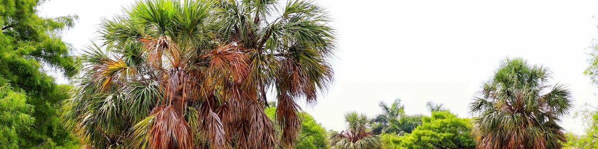 Breathtaking view of palm trees near the shallow lake in Easterlin Park in Florida