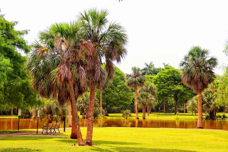 Breathtaking view of palm trees near the shallow lake in Easterlin Park in Florida