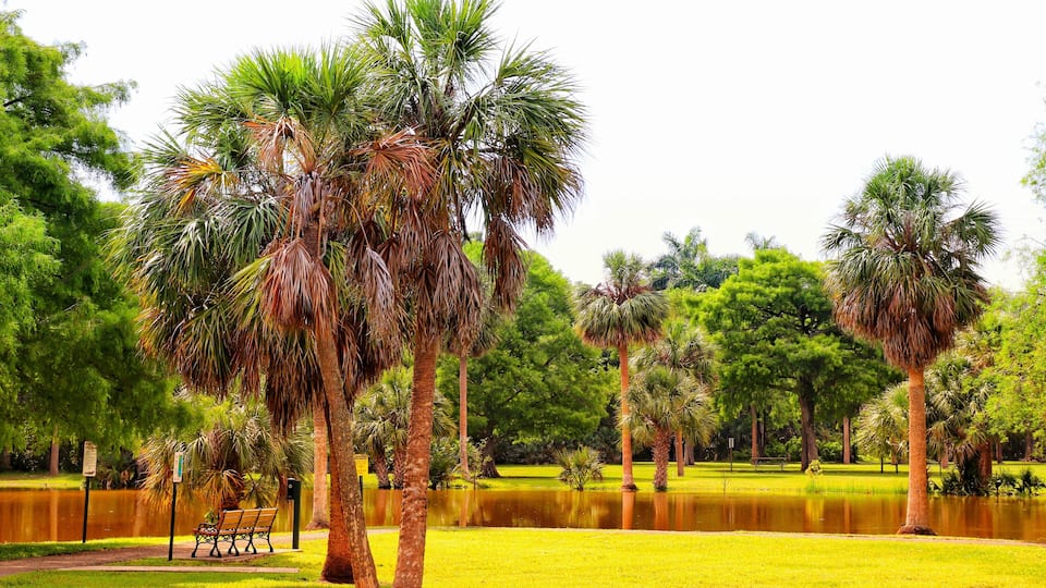 A park with palm trees, a pond, and a bench.