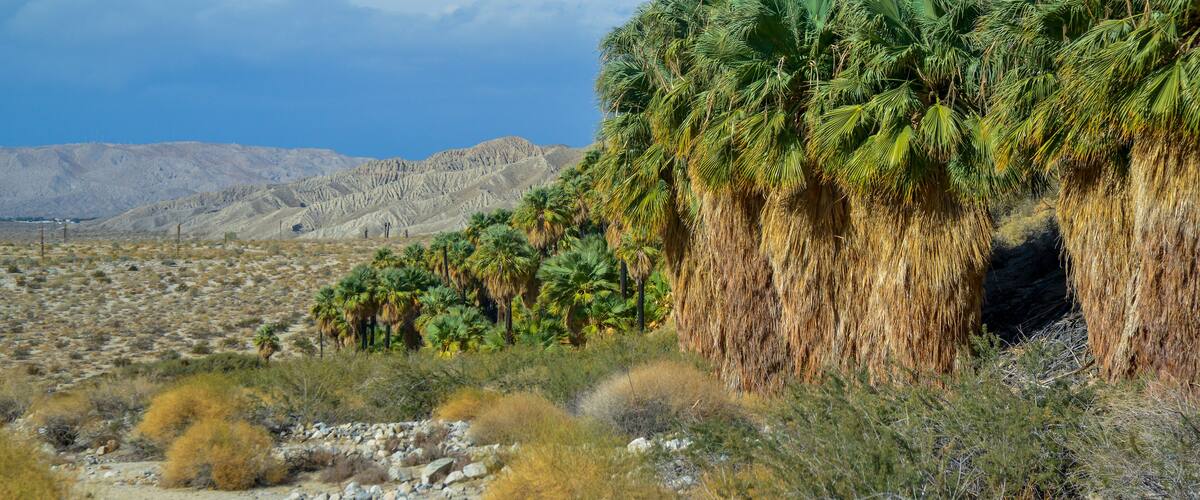 Palm trees rise in the desert at Thousand Palms Oasis near Coachella Valley Preserve. Villis palms oasis. California