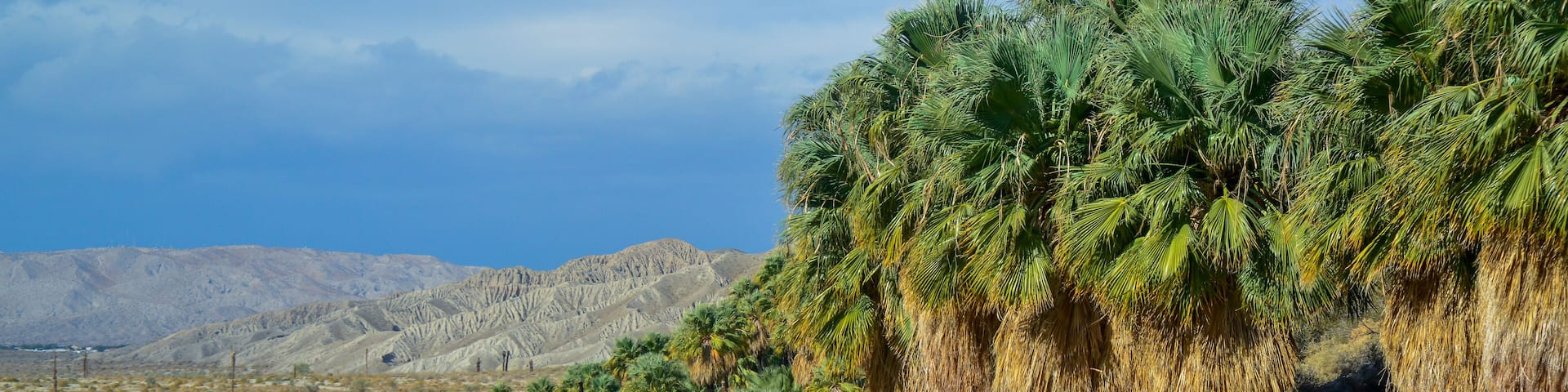 Palm trees rise in the desert at Thousand Palms Oasis near Coachella Valley Preserve. Villis palms oasis. California