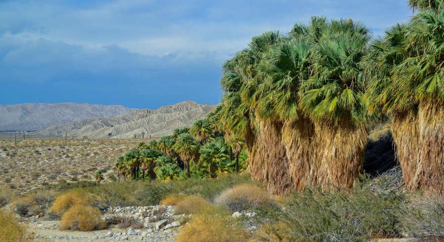 Palm trees rise in the desert at Thousand Palms Oasis near Coachella Valley Preserve. Villis palms oasis. California
