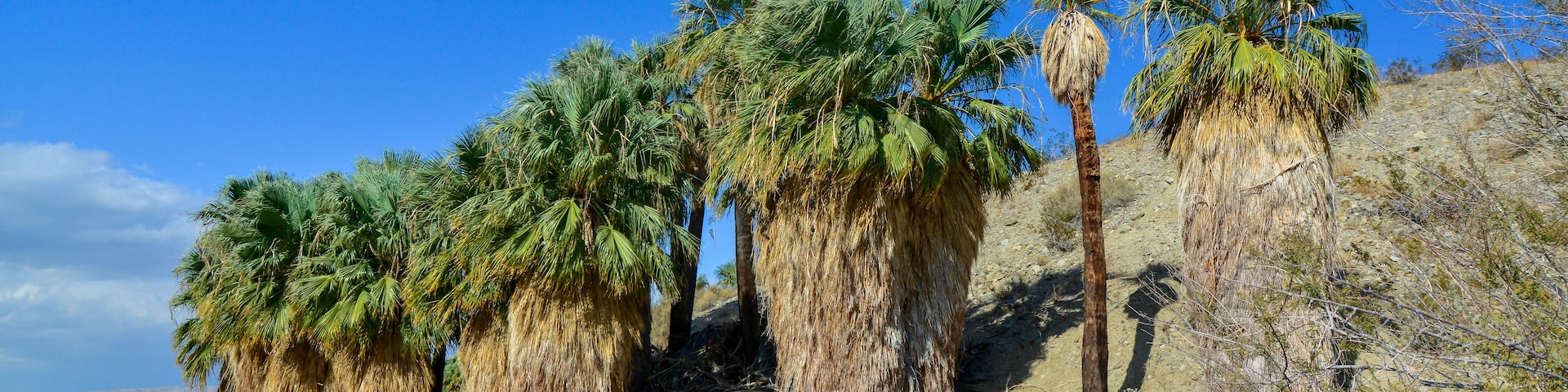 Palm trees rise in the desert at Thousand Palms Oasis near Coachella Valley Preserve. Villis palms oasis. California