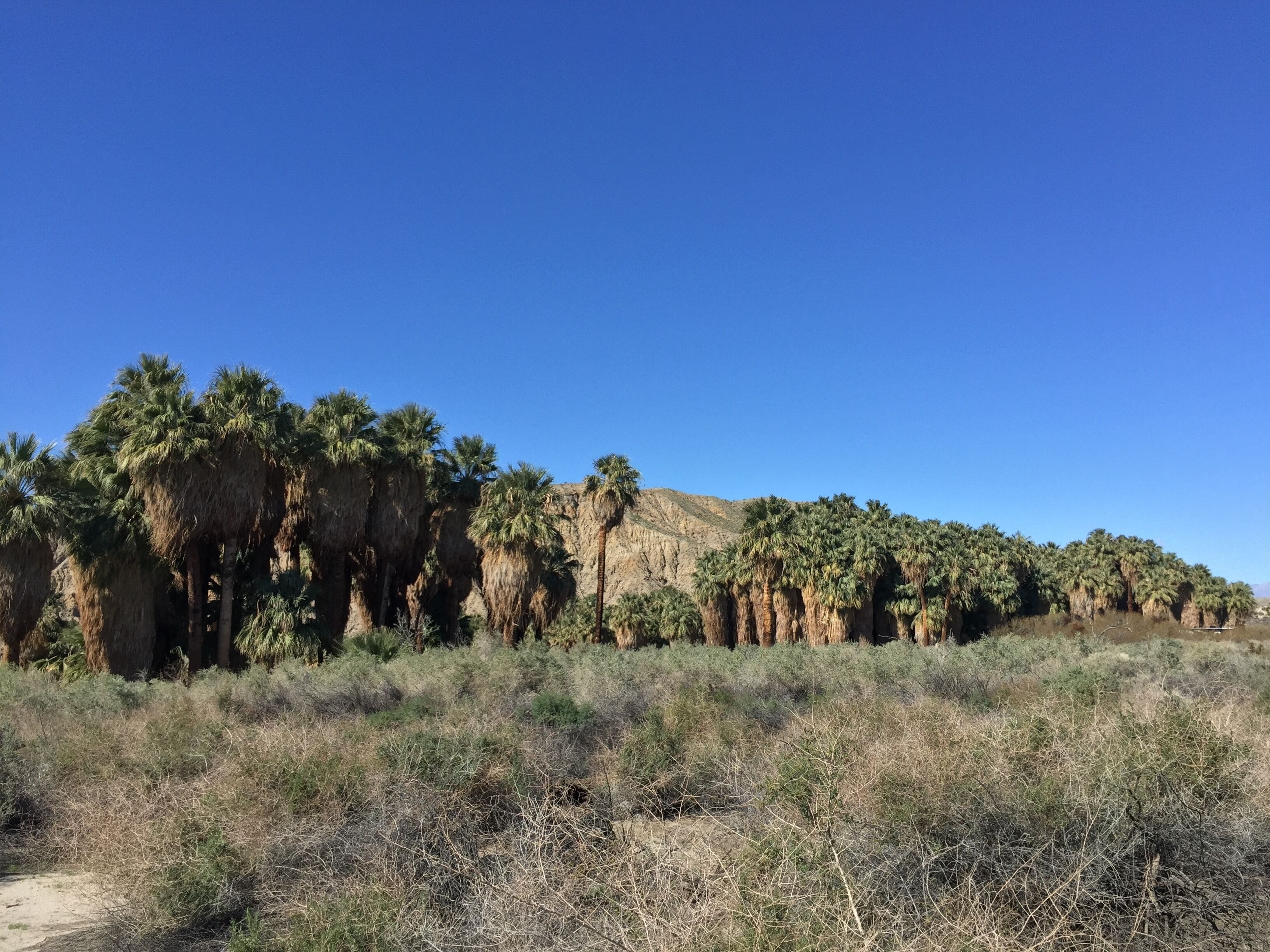 Skirted palms grow along the fault line.
