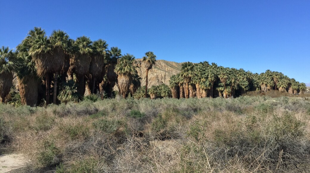 Skirted palms grow along the fault line.