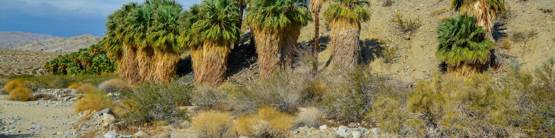 Palm trees rise in the desert at Thousand Palms Oasis near Coachella Valley Preserve. Villis palms oasis. California