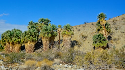 Palm trees rise in the desert at Thousand Palms Oasis near Coachella Valley Preserve. Villis palms oasis. California