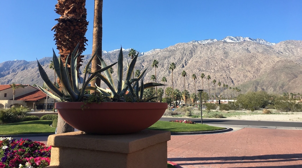 View from my hotel in Palm Springs Cali
