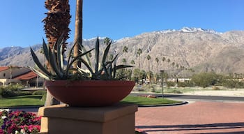 View from my hotel in Palm Springs Cali