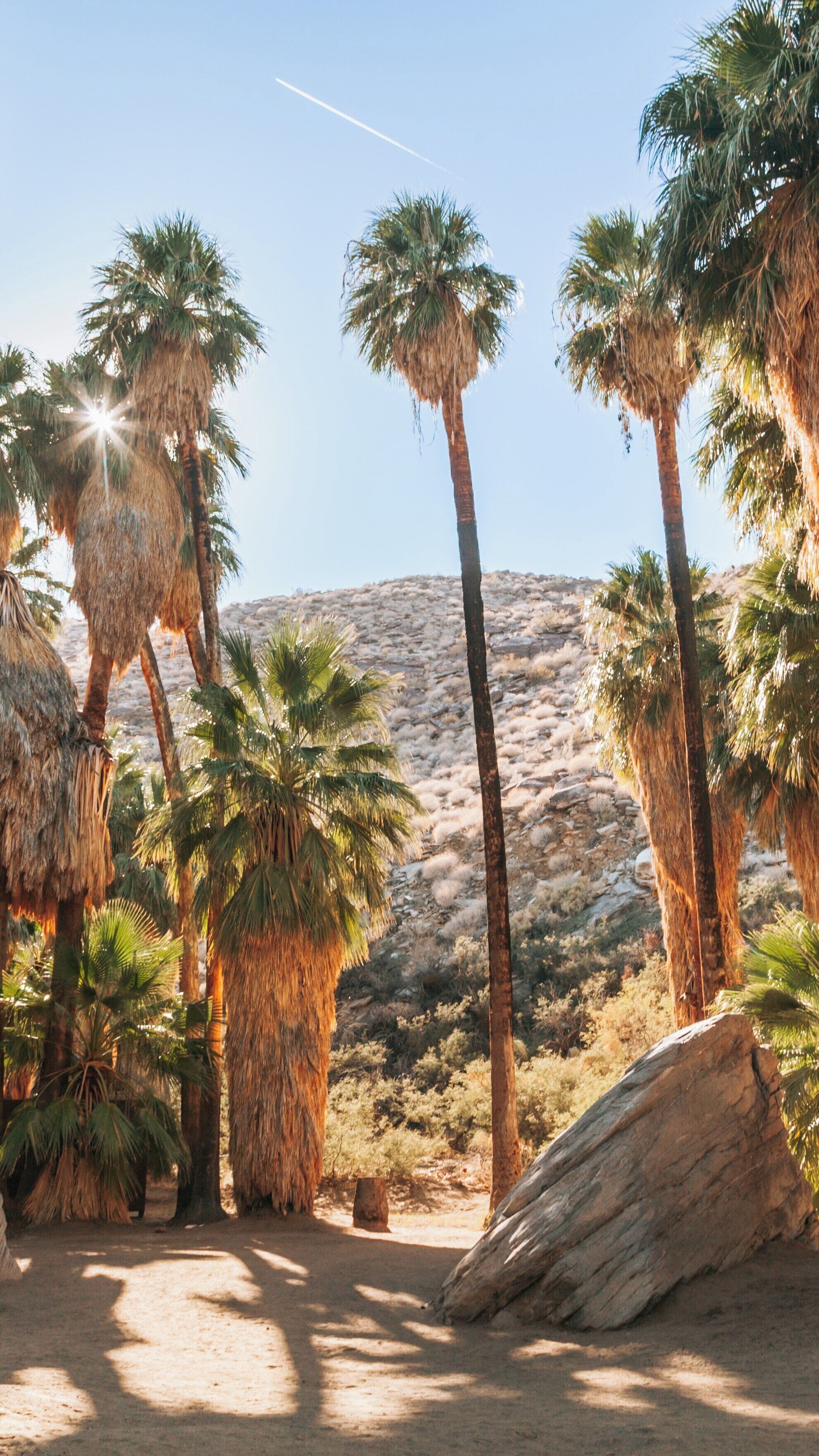 Exploring the vibrant landscape of Indian Canyon in Palm Springs, California, showcasing iconic palm trees and natural beauty under a clear sky