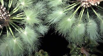 Look up #villaroyale #palmsprings #lifeatexpedia