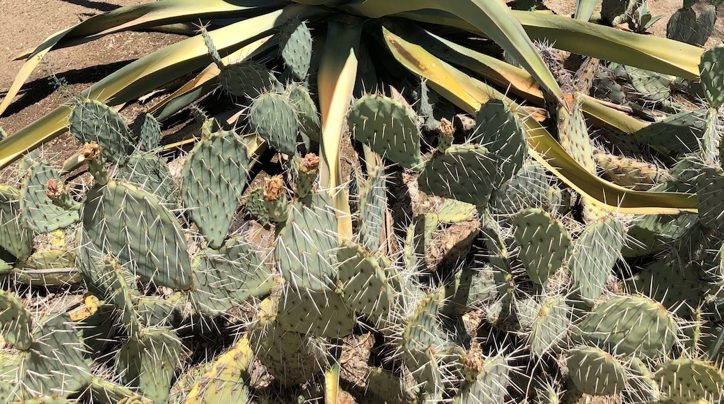 GIANT AGAVE #palmsprings #moortenbotanical #lifeatexpedia