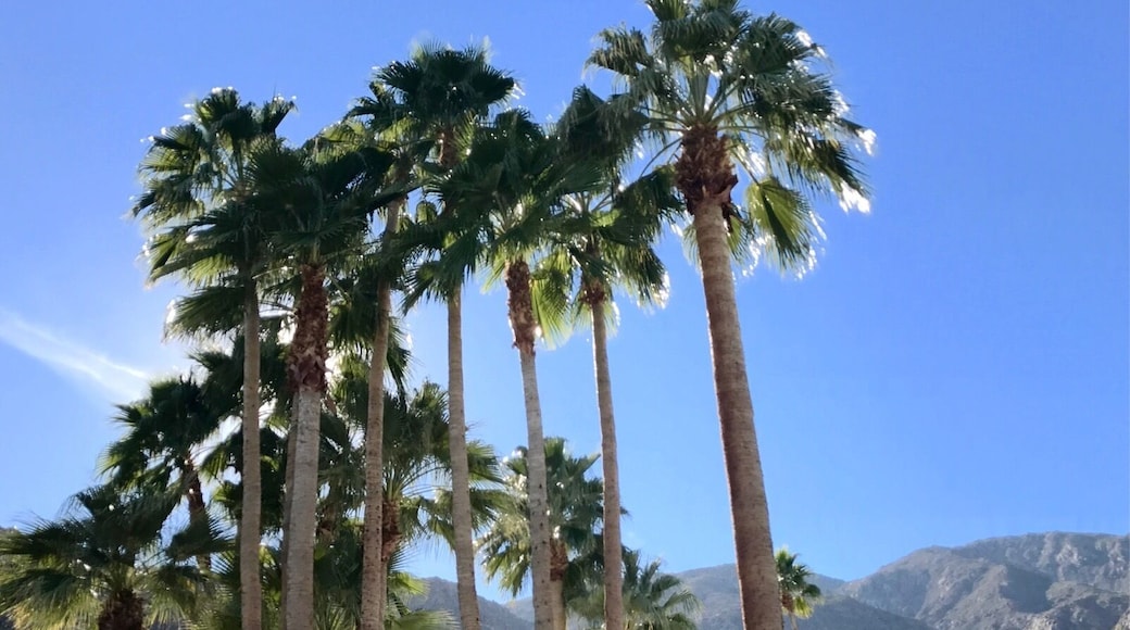 I'm doing a bicycle trip of the Palm Springs area photographing beautiful landscaping, architecture – especially gates and doors and having a lot of fun; this palm oasis is merely part of a front yard in Las Palmas