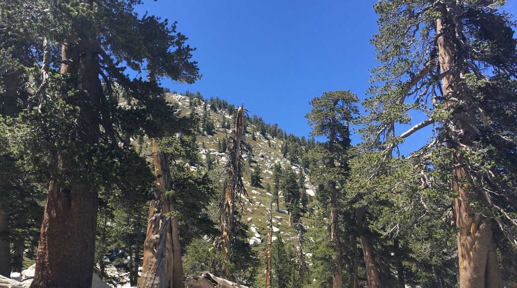 San Jacinto State Park