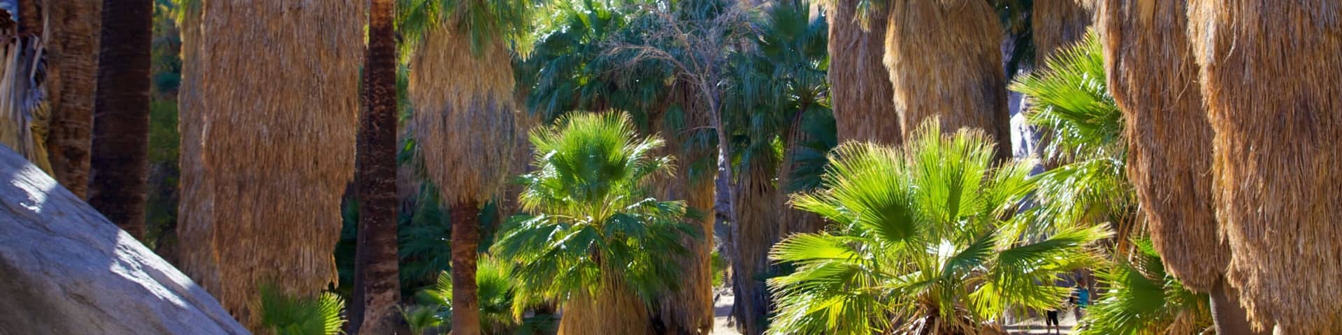 Palm Springs showing a park