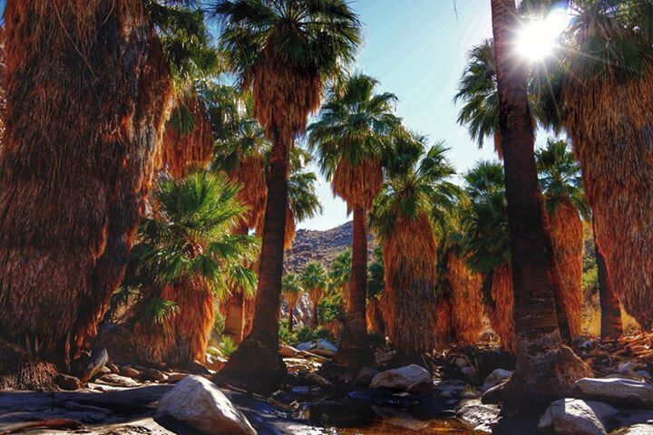 #Troveon hiking the Indian Canyons in December, only in Palm Springs.