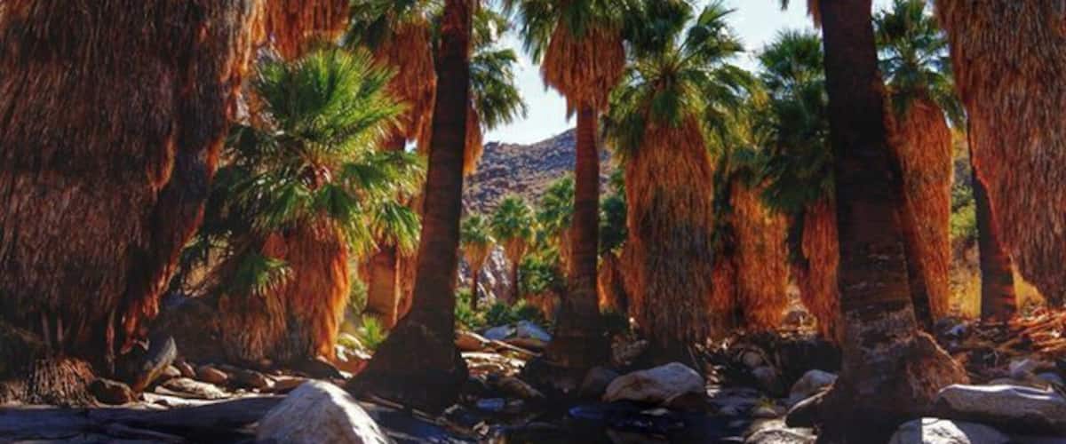 #Troveon hiking the Indian Canyons in December, only in Palm Springs.