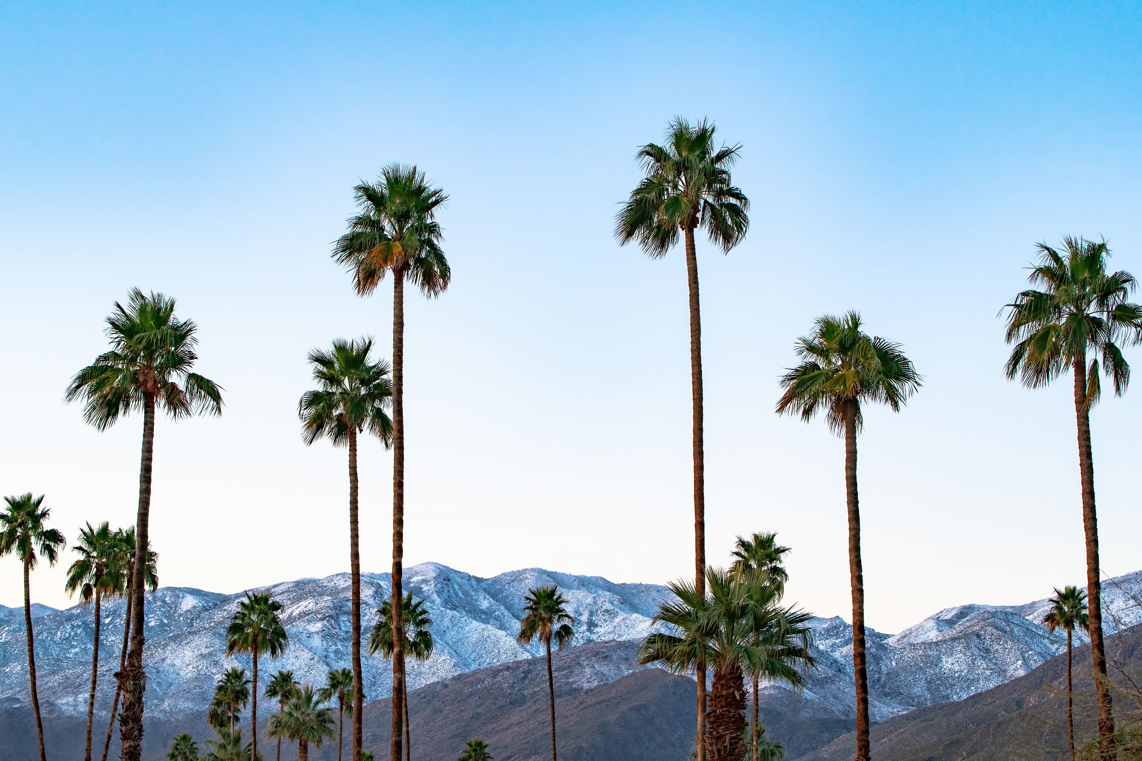 Tall palm trees in front of snow-covered mountains under a clear sky.