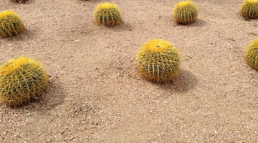 About time landscape architects designed some structure for the desert... Note: in German we call these Schwiegermutterstühle - mother in law's chairs.