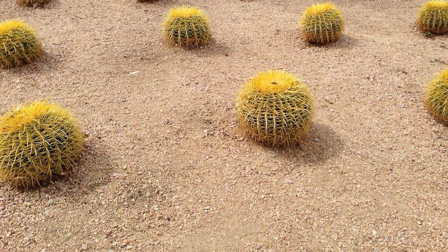 About time landscape architects designed some structure for the desert... Note: in German we call these Schwiegermutterstühle - mother in law's chairs.