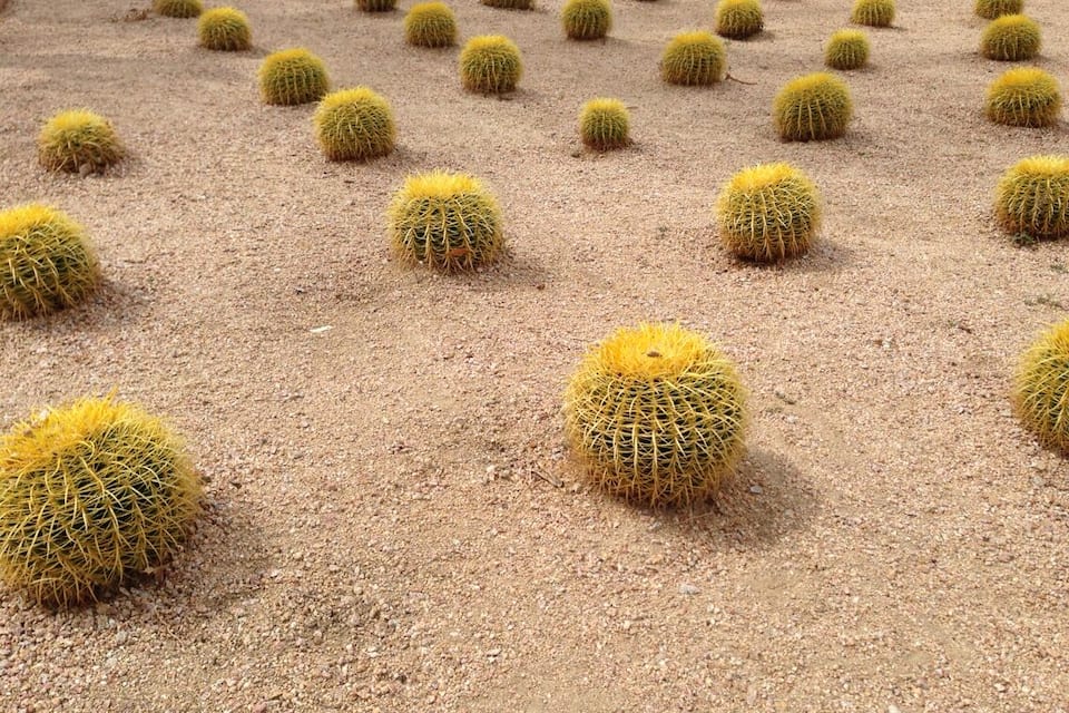 A field of spherical cacti with yellow tops.