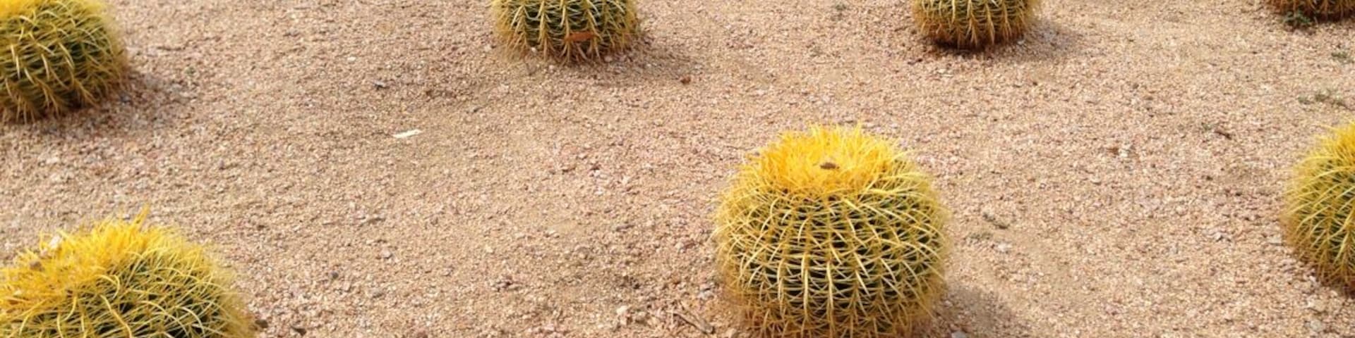About time landscape architects designed some structure for the desert... Note: in German we call these Schwiegermutterstühle - mother in law's chairs.