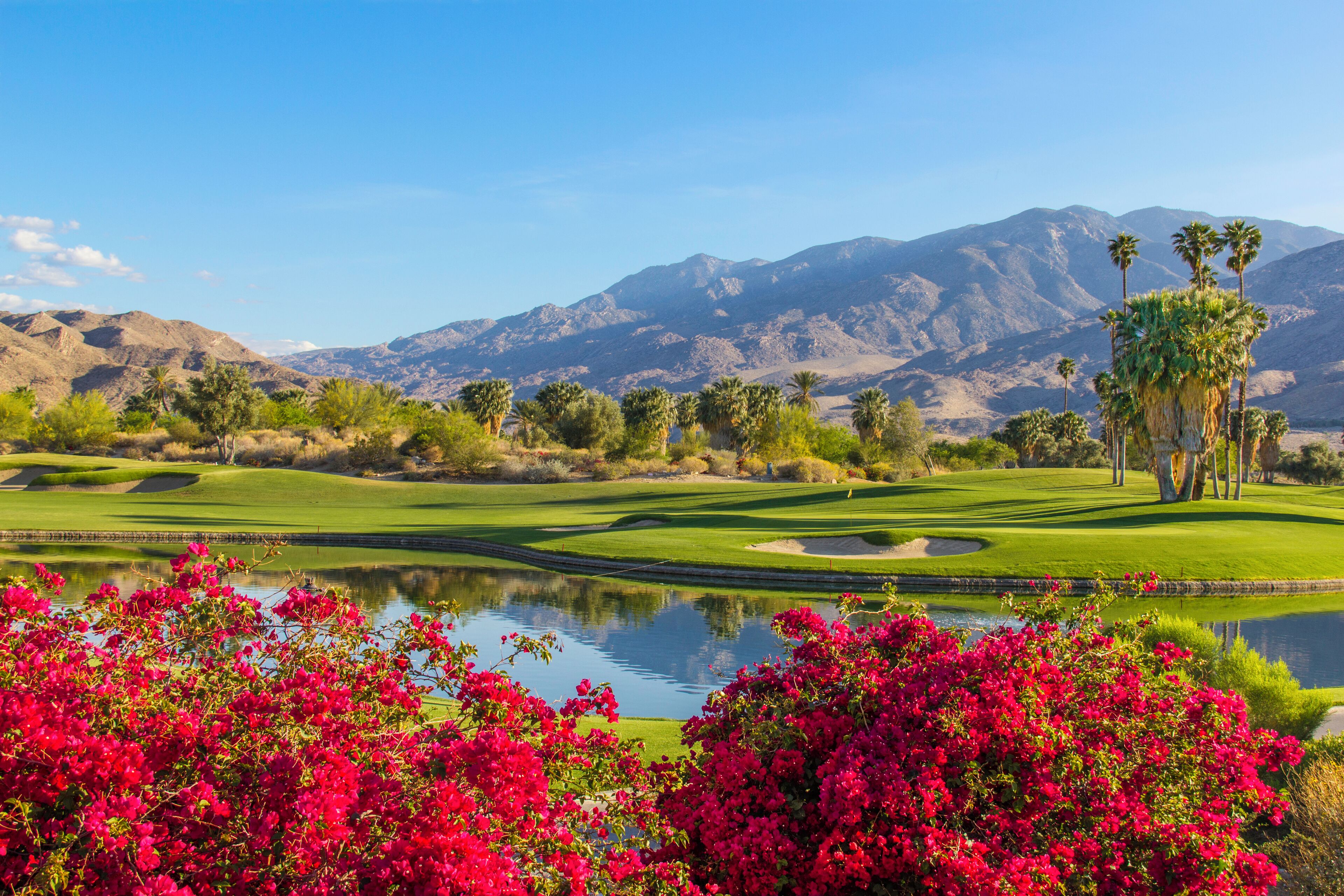 Summer sunlight cast a warm glow to a golf course and bougainvilleas in Palm Springs, California