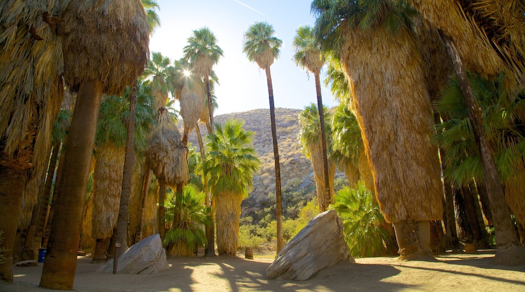 Palm Springs das einen Landschaften und Park