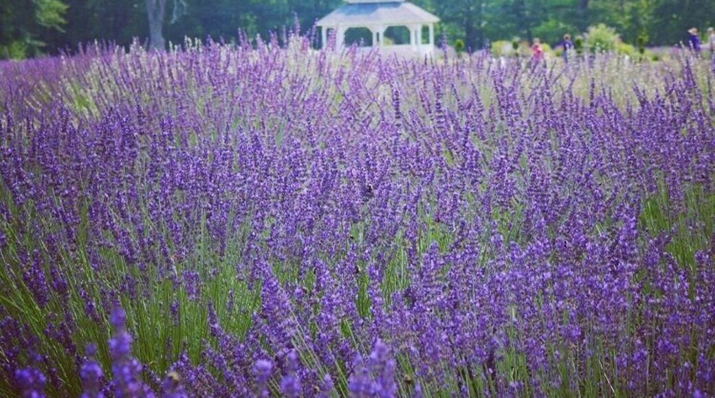 Great place to visit and walk around. They have some amazing Lavender products for sale.