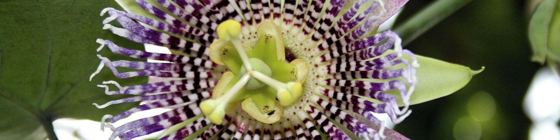Passion Fruit Flower in Peguche Village, Ecuador, where we visited the home of a local craftsman who makes musical instruments and they played us a traditional ecuadorian song. Afterwards we hiked to the Las Cascades de Peguche, a beautiful waterfall. Located 3 km north of Otovalo.
#colorful