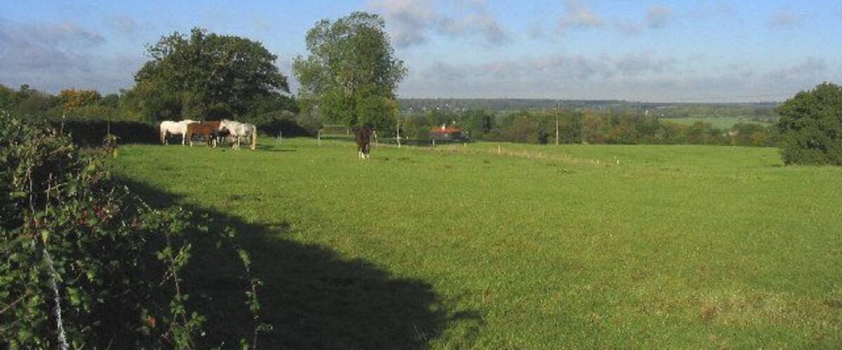 A green field with a cow, a tree, and a distant house.