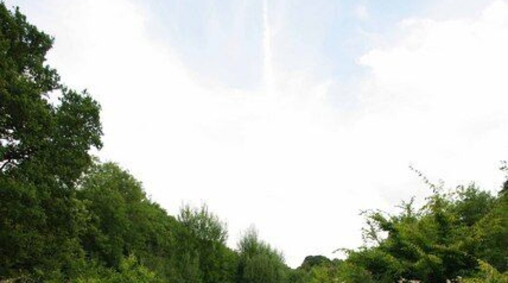 Swan and Cygnet Woods. This path passes between Swan and Cygnet Woods. The Woodland trust had owned Swan Wood (to the left) for some time. It managed to celebrate the millennium by acquiring land that is now becoming Cygnet Wood (to the right). Although there has been some planting of new trees much of the area is being allowed to reforest naturally. For more info see http://www.woodlandtrust.org.uk/en/our-woods/pages/about-this-wood.aspx?wood=4385 and see the opposite view at 1457301
