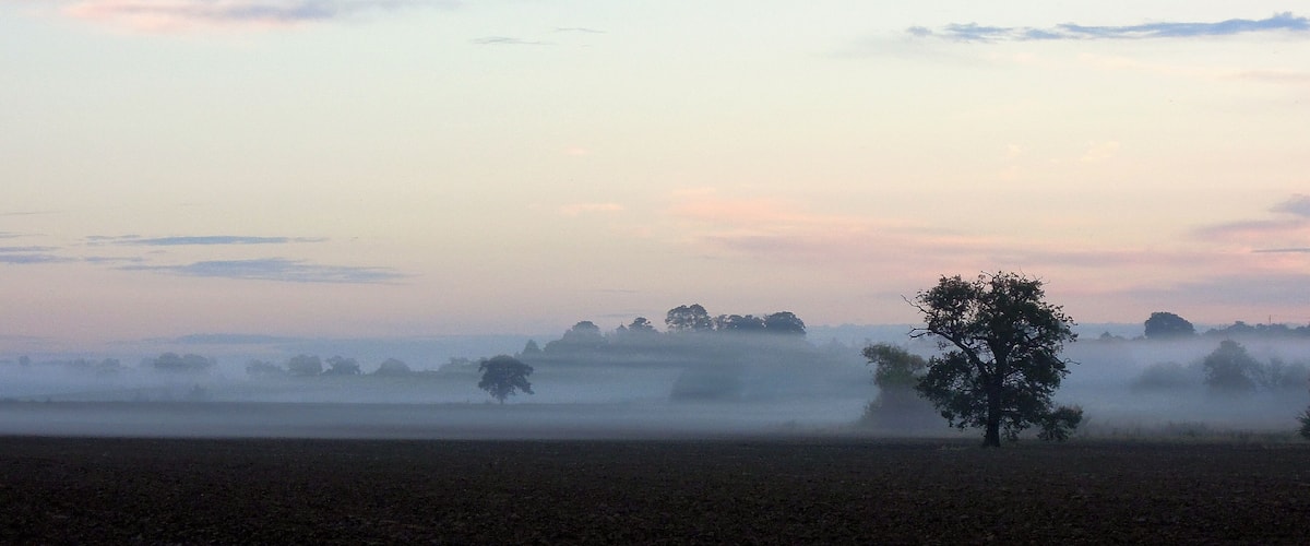A foggy landscape with a solitary tree in the foreground and a line of trees in the background.