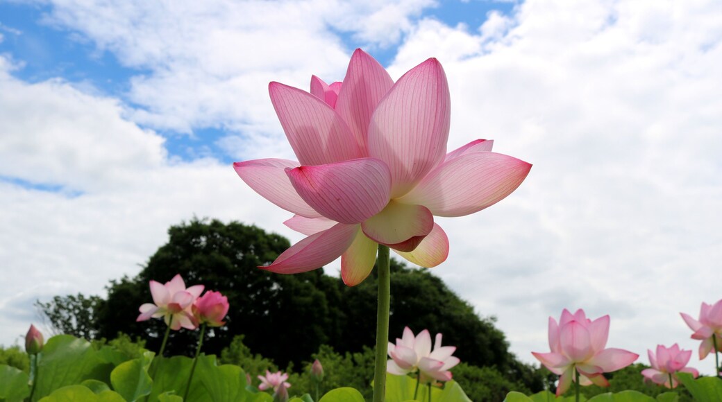 夏空に穏やかに咲く大輪 大賀蓮の花 はす池の風景 古河