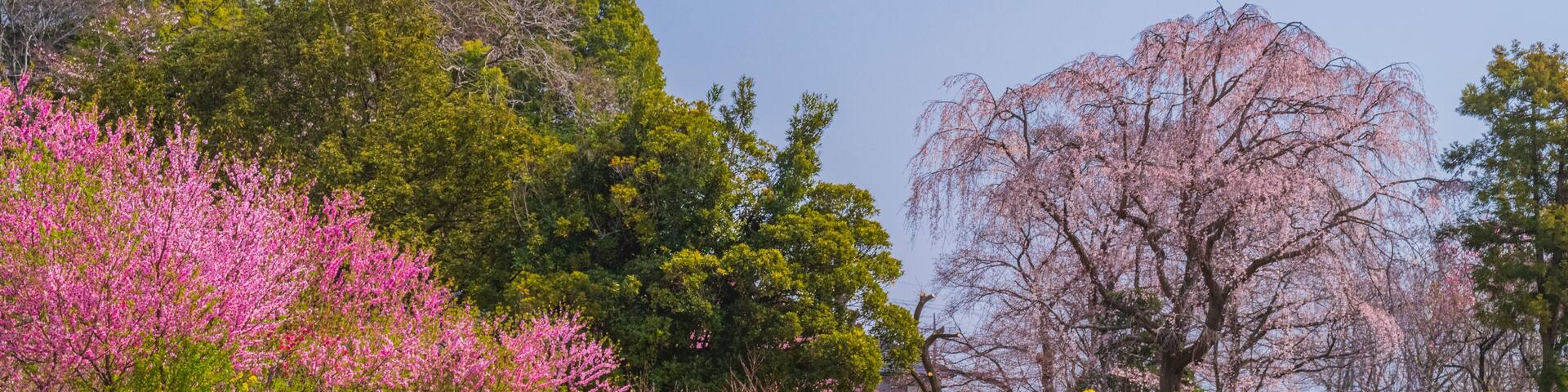 枝垂桜 菜の花 桃 春詰め合わせ
