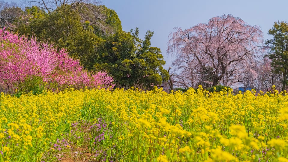 A field of yellow flowers with pink and purple blossoms in the background.