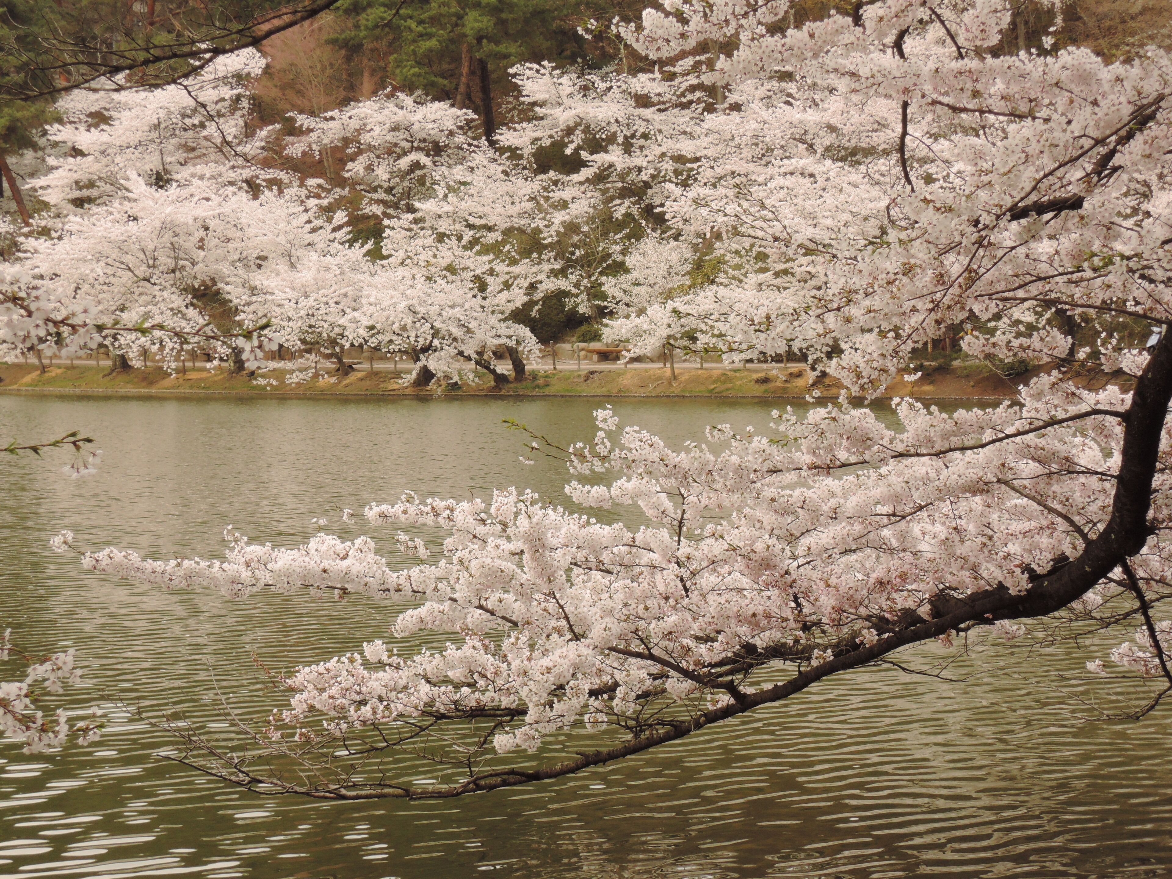 Garyu Park in Suzaka city, Nagano prefecture.