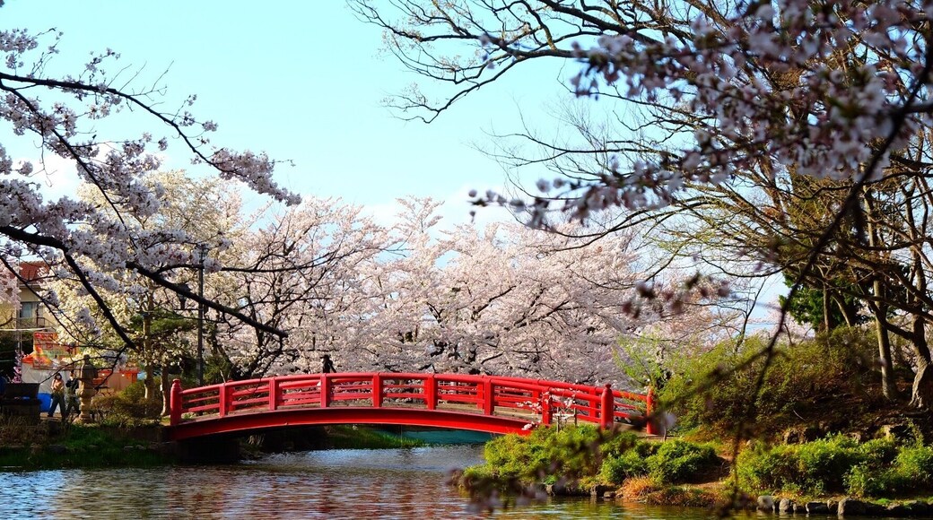 Cherry blossom and red bridge at Garyu Park, Suzaka-Nagano Prefecture-Japan. Itâs a perfect place to enjoy hanami.